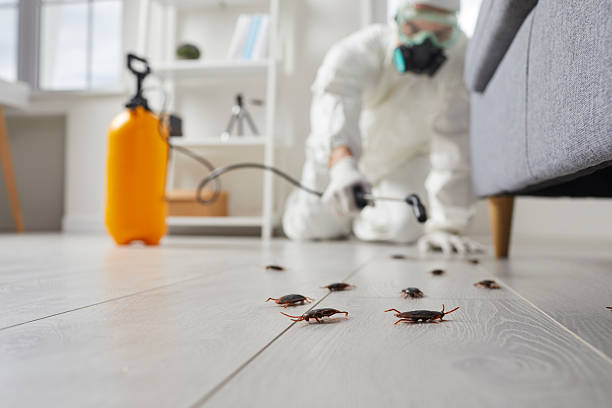 Commercial Kitchen Cockroach Control in Scandia
